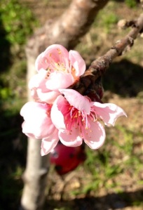 Edible plants give so much more than food - just look at this nectarine blossom!